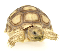 The Tortoise Shed 770665 Image 0